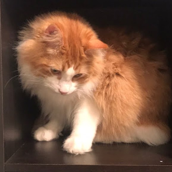 Meet your Posher, Ian - Picture 1 of 1